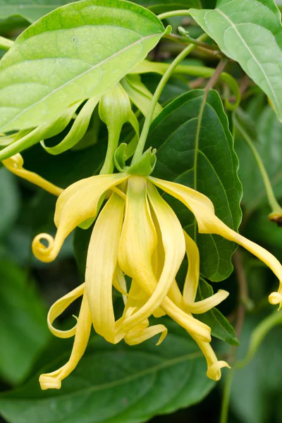 Monoi Ylang Ylang Body Oil