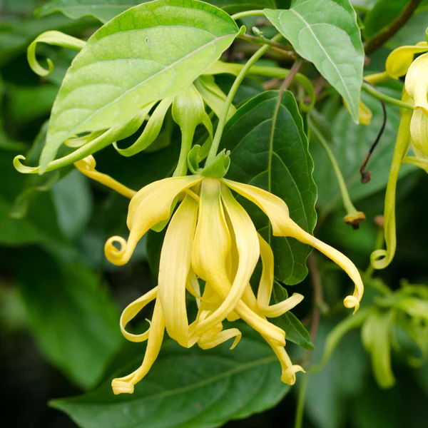 Monoi Ylang Ylang Body Oil